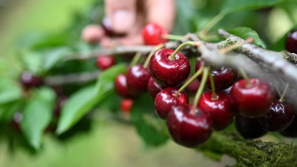 Kirschen-werden-in-einer-Obstplantage-gepflueckt