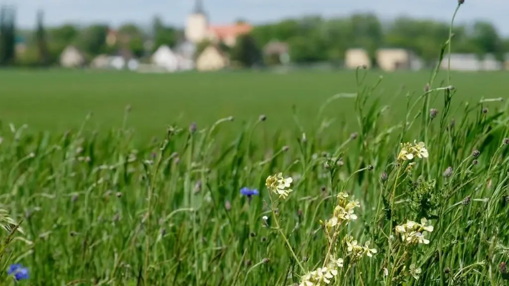 Wildblumen-wachsen-auf-einer-Wiese