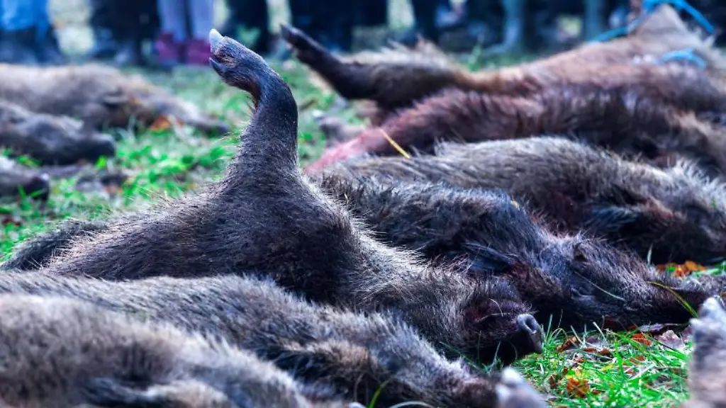 Wildschweine-sind-in-der-Naehe-von-Glaisin-nach-einer-Treibjagd-als-Strecke-ausgelegt