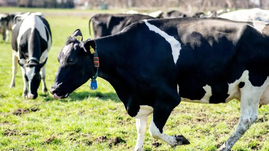 Zahlreiche-Kuehe-stehen-auf-einer-Weide