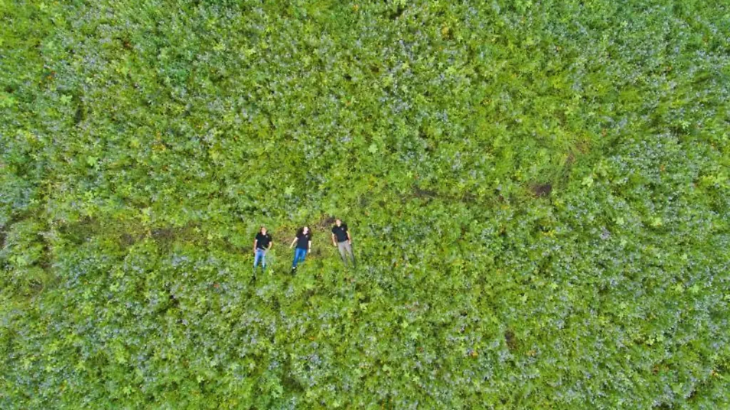Christoph-Thiesse-l-r-Lara-Boye-und-Felix-Schulze-Varnholt-vom-Start-Up-Artenglueck-liegen-in-einem-Bluehstreifen-auf-einem-Feld-in-der-Region-Hannover