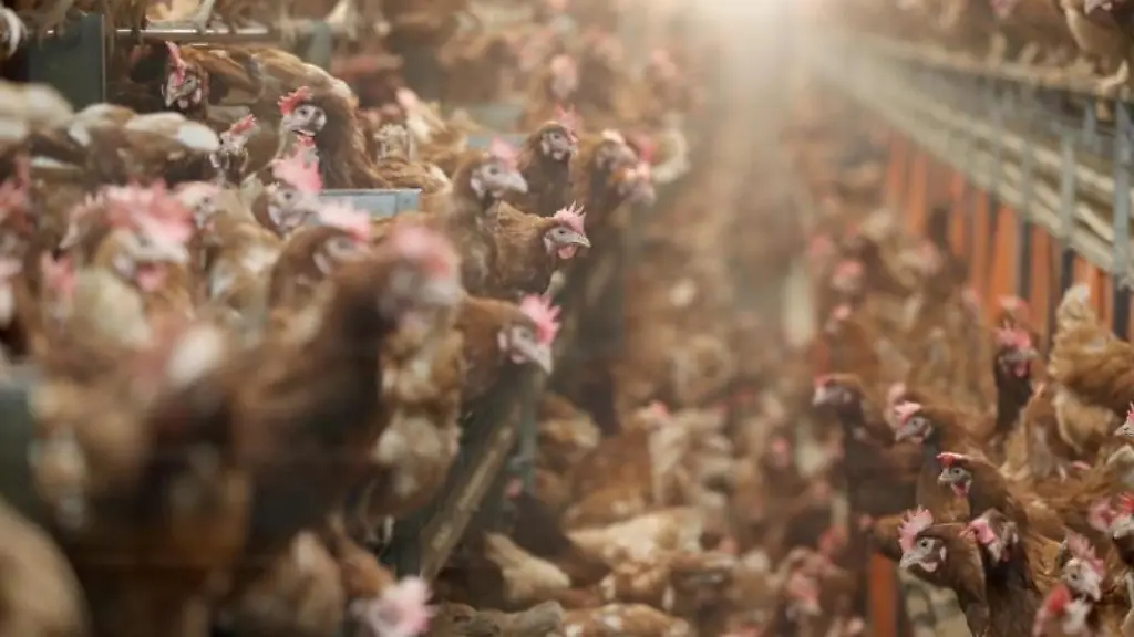 Huehner-sitzen-in-einem-Stall