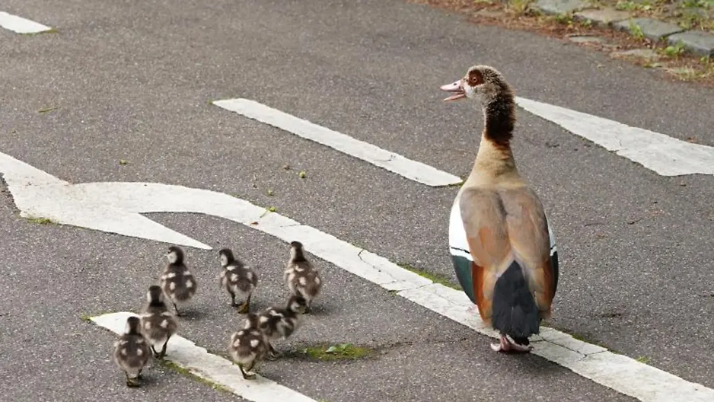 Eine-Ente-ueberquert-mit-ihren-Kueken-eine-Strasse