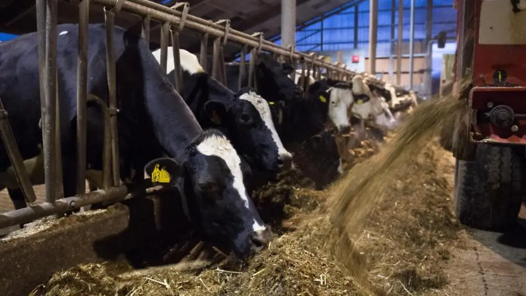 Milchkuehe-bekommen-nach-dem-Melken-Grassilage