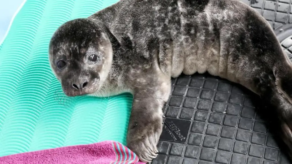 Im-Robbenforschungszentrum-Warnemuende-liegt-ein-etwa-eine-Woche-altes-weibliches-Jungtier