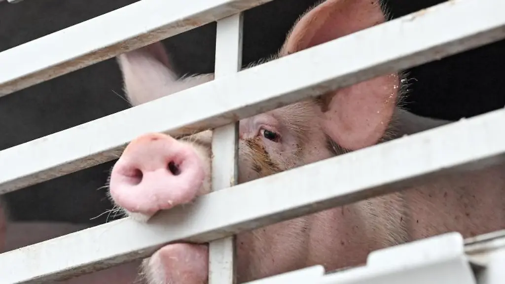 Mastschweine-sind-in-einem-Lkw-fuer-den-Transport-zum-Schlachthof-zu-sehen