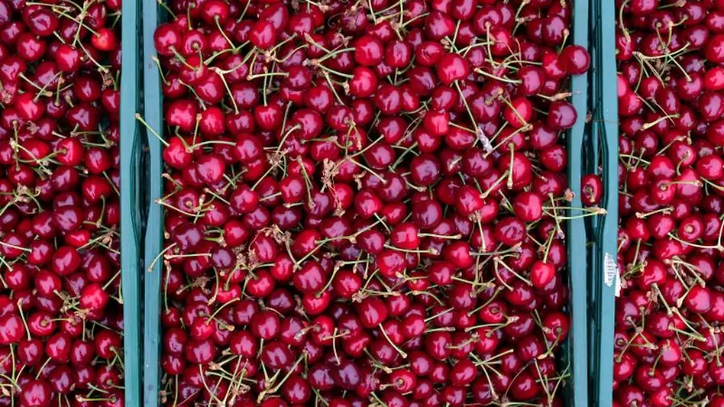 Stiegen-mit-Suesskirschen-steht-in-einer-Plantage