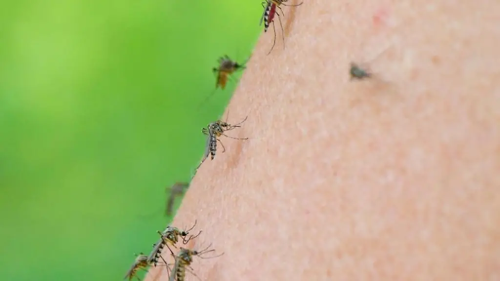 Mehrere-Muecken-sind-auf-dem-Arm-einer-Frau-zu-sehen