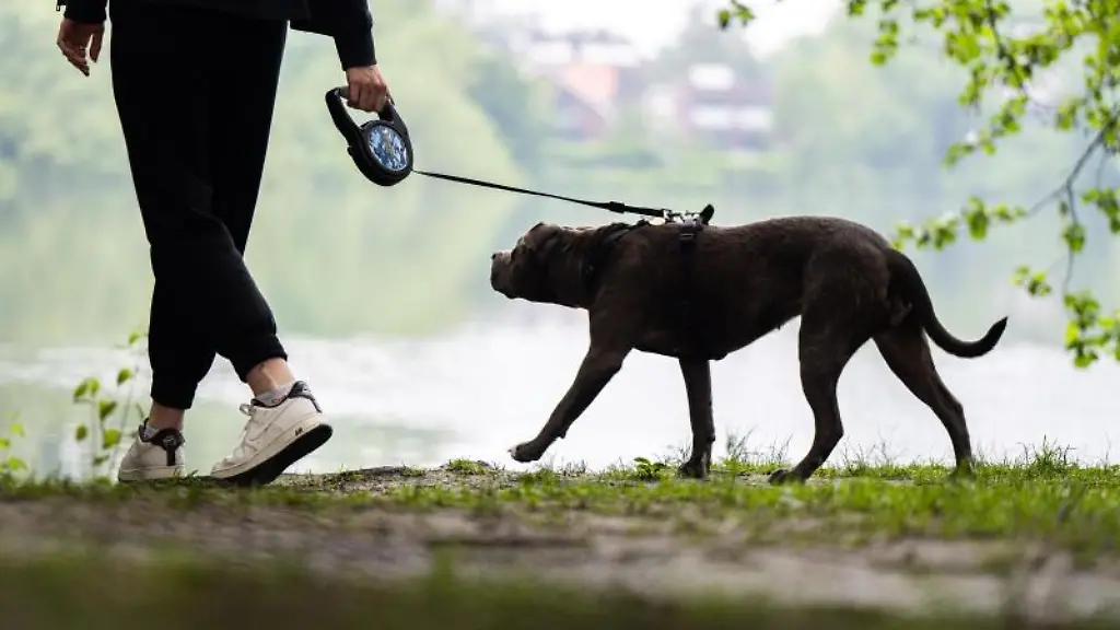 Huendin-Kylie-ist-mit-ihrer-Halterin-unterwegs