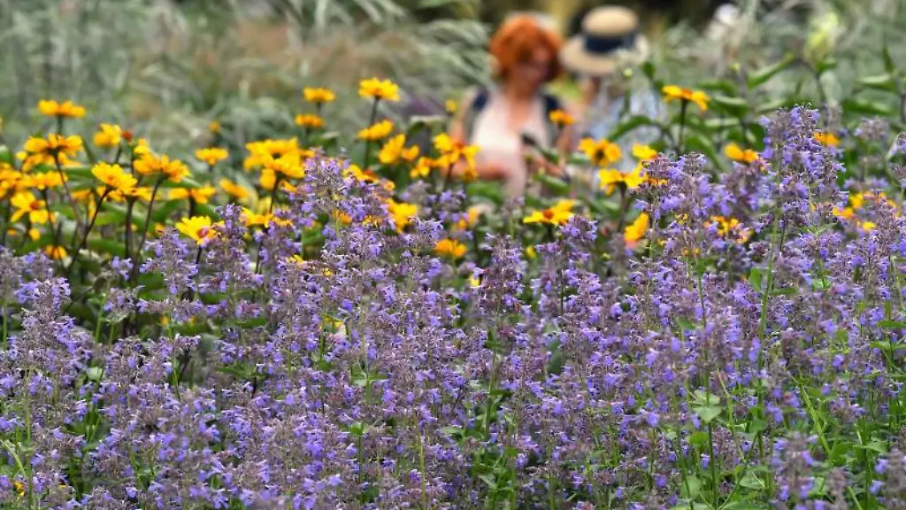 Blumen-bluehen-auf-dem-Gelaende-der-Bundesgartenschau-im-egapark
