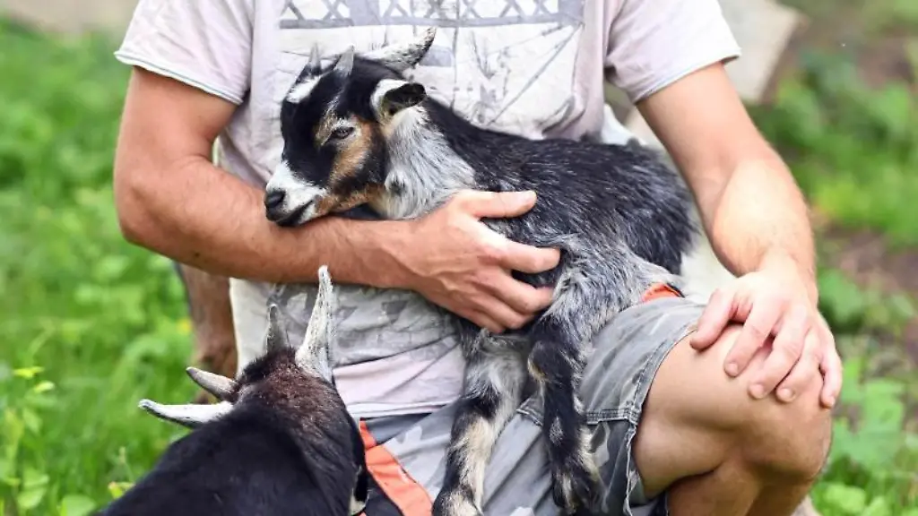 Sebastian-Fritz-haelt-im-Baden-Badener-Ortsteil-Varnhalt-eine-Zwergziege-in-seinem-Arm