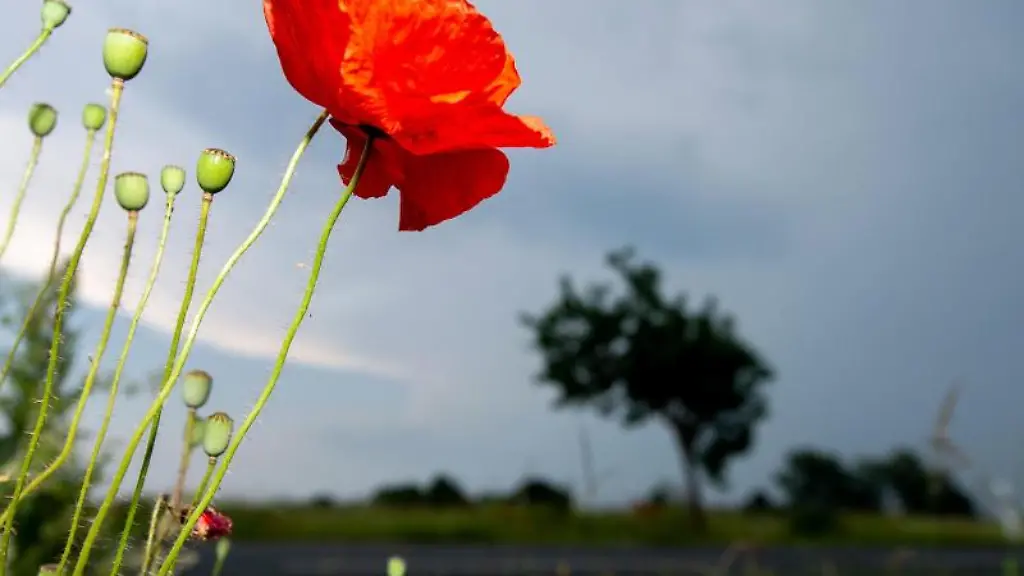 Dunkle-Wolken-ziehen-hinter-Mohnblumen-auf