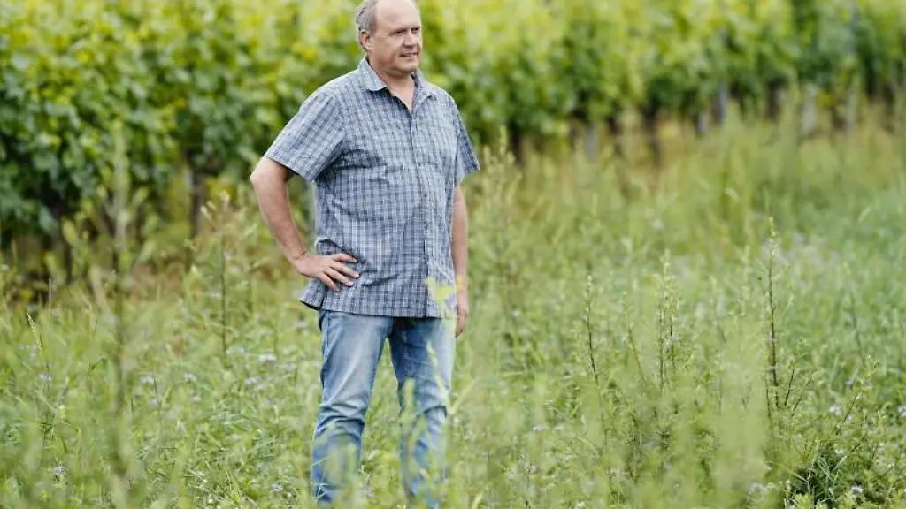 Michael-Ihle-Gesellschafter-des-Weinguts-Ihle-steht-in-einem-Weinberg-auf-einer-Brachflaeche