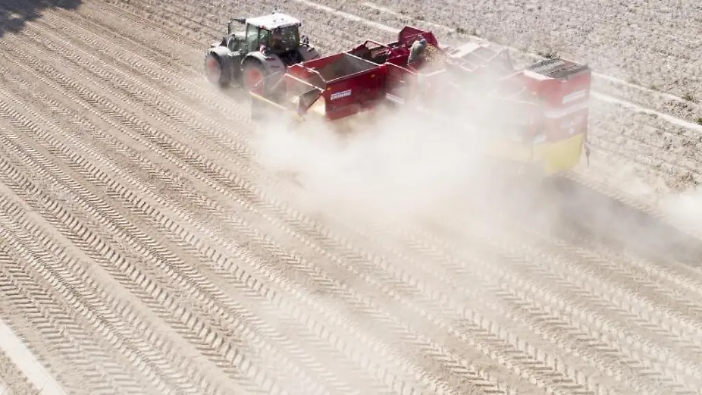 Ein-Landwirt-erntet-Kartoffeln-auf-einem-staubtrockenen-Feld