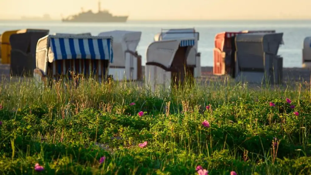 Blumen-und-Graeser-wachsen-auf-einem-Strand-an-der-Ostsee
