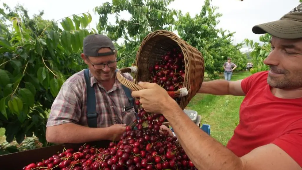 Obstbauer-Thomas-Kreuter-l-sortiert-auf-einer-Plantage-bei-Muelheim-Kaerlich-Suesskirschen