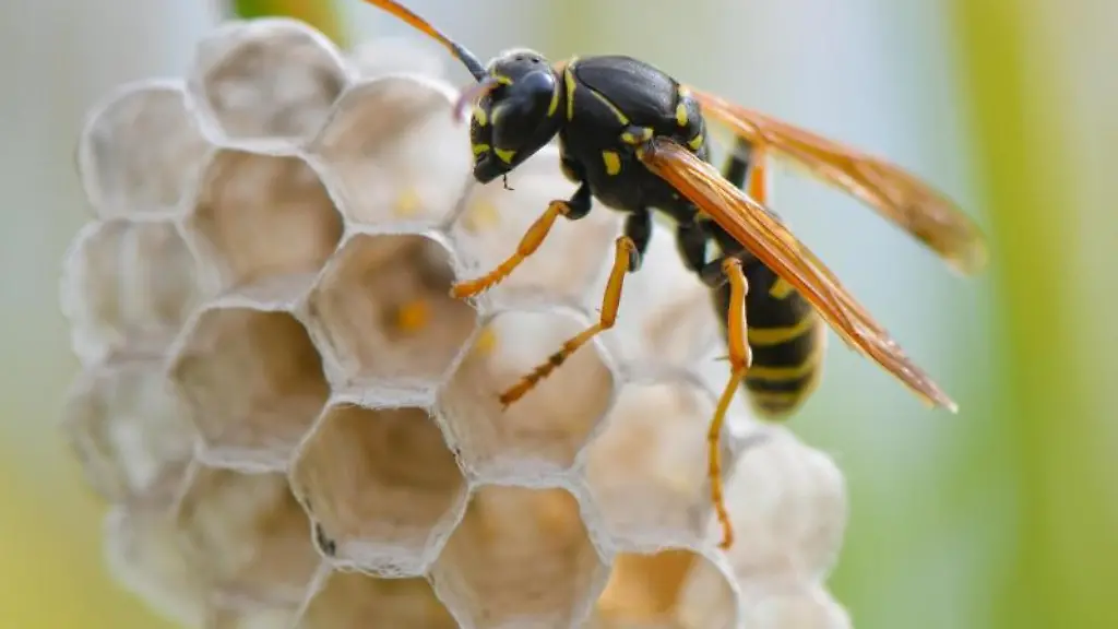 Eine-Heide-Feldwespe-Polistes-nimpha-hat-Brutwaben-an-einem-Grashalm-auf-einer-Wiese-gebaut