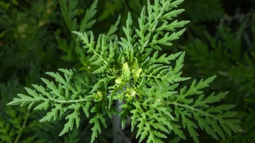 Die-allergieausloesende-Ambrosia