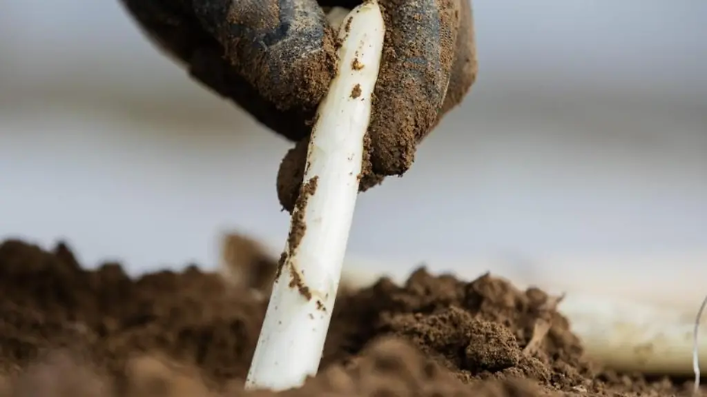 Spargel-wird-auf-einem-Spargelfeld-geerntet