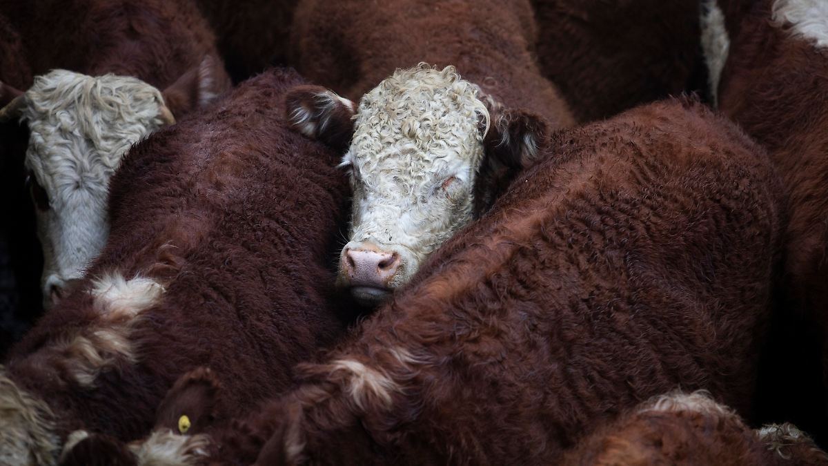 Kein-schneller-USA-Ersatz-Europa-l-sst-Mercosur-zappeln-und-schneidet-sich-ins-eigene-Fleisch