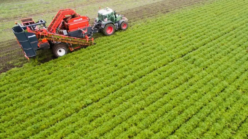 Ein-Landwirt-erntet-Bio-Moehren-auf-einem-Feld