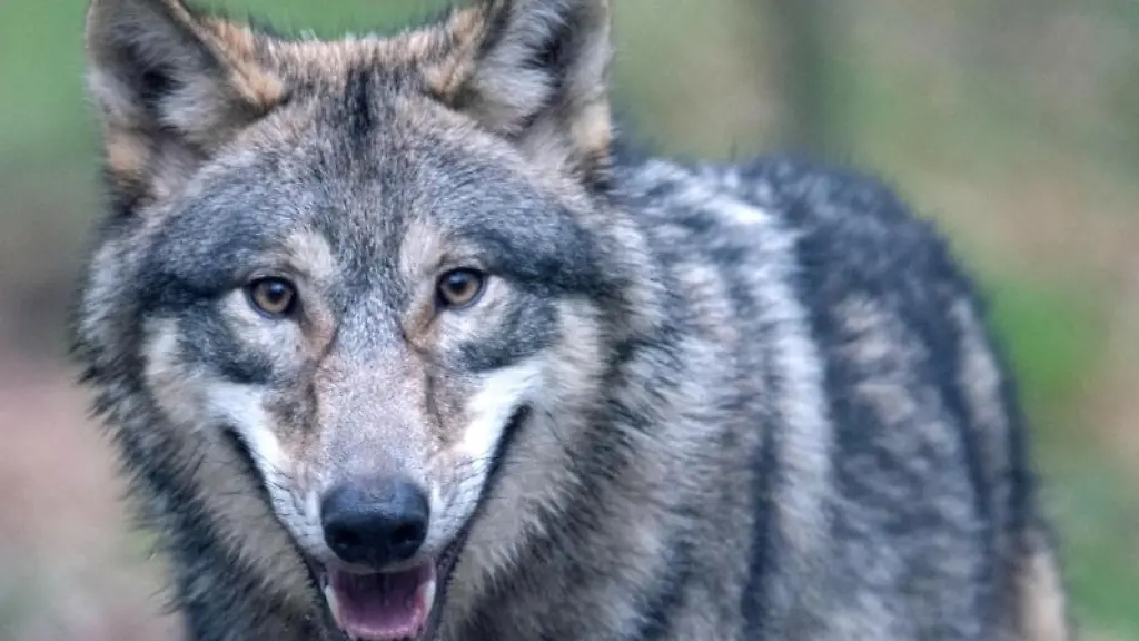 Ein-Wolf-laeuft-durch-ein-Freigehege-im-Wildpark-Alte-Fasanerie