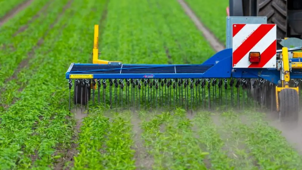 Ein-Landwirt-faehrt-mit-seinem-Trecker-ueber-ein-Hanffeld-und-striegelt-dieses-um-das-Unkraut-mechanisch-zu-regulieren