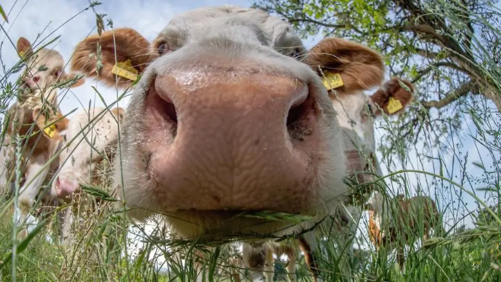 Eine-Kuh-weidet-auf-einer-Wiese