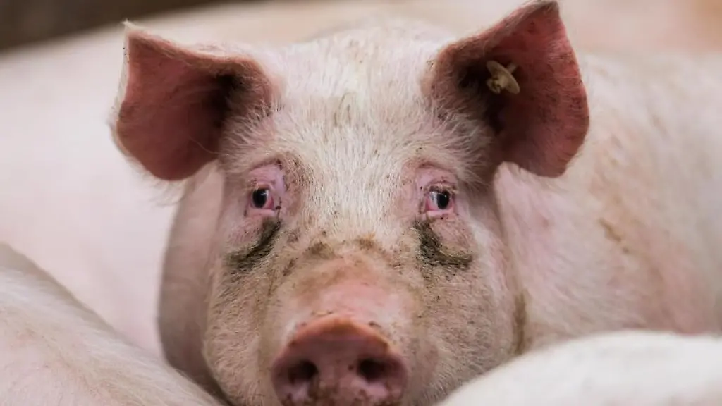 Ein-Mastschwein-in-seinem-Stall