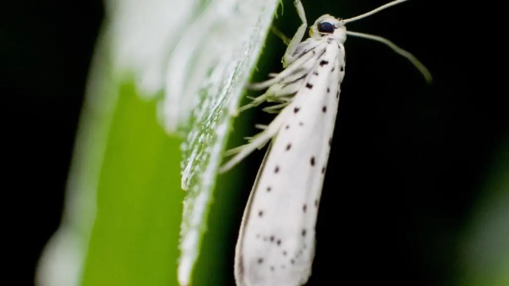 Die-Apfelgespinstmotte-ist-ein-etwa-zwei-Zentimeter-grosser-Schmetterling-mit-weissen-schwarz-gepunkteten-Vorderfluegeln