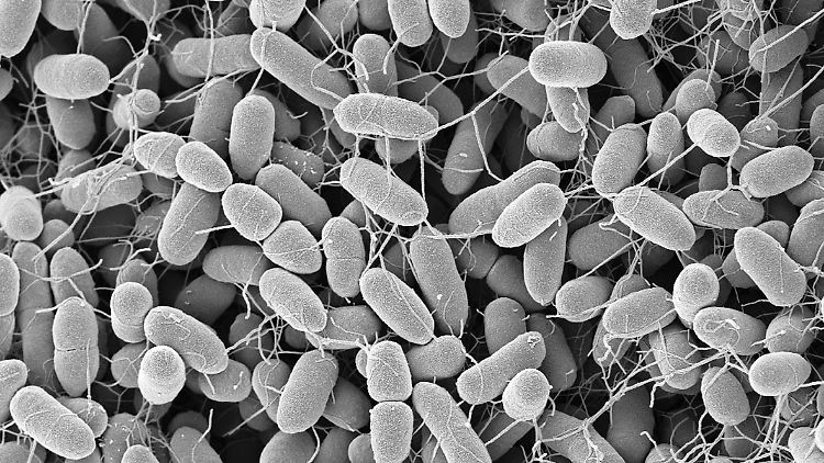 Gefährliche Keime könnten mithilfe von Plasma abgetötet werden.