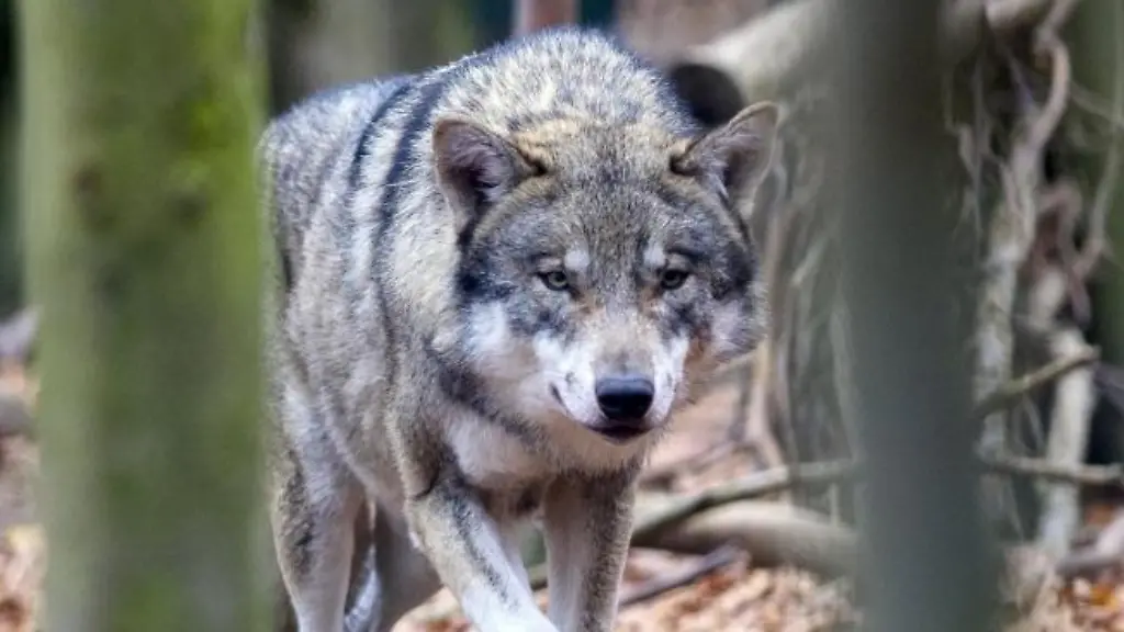 Ein-Wolf-in-einem-Freigehege