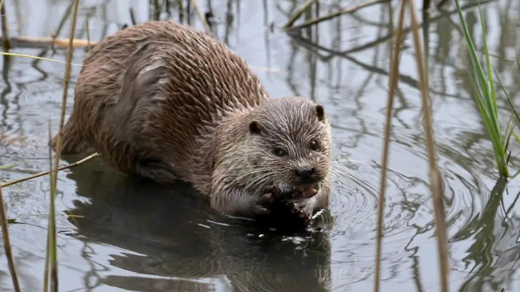 Ein-Fischotter-schwimmt-in-seinem-Gehege