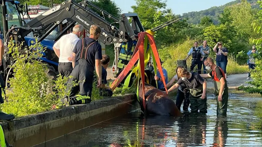 Die-Feuerwehr-in-Porta-Westfalica-rettet-ein-Pferd-aus-einem-Wasserbecken