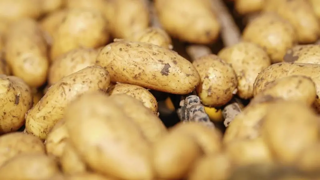 Kartoffeln-liegen-auf-dem-Transportband-eines-Kartoffelroders
