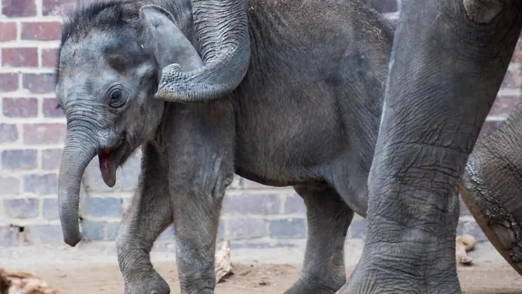Elefantenbulle-Kiran-im-Zoo-Leipzig-geht-an-der-Seite-seiner-Mutter-durch-die-Anlage