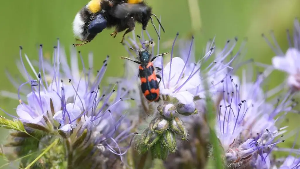Eine-Hummel-fliegt-eine-bluehende-Phacelia-an