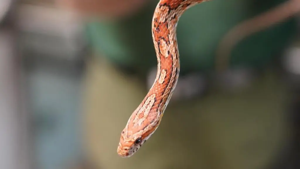 Eine-Kornnatter-laesst-sich-an-einem-Arm-eines-Tierpflegers-herunterhaengen
