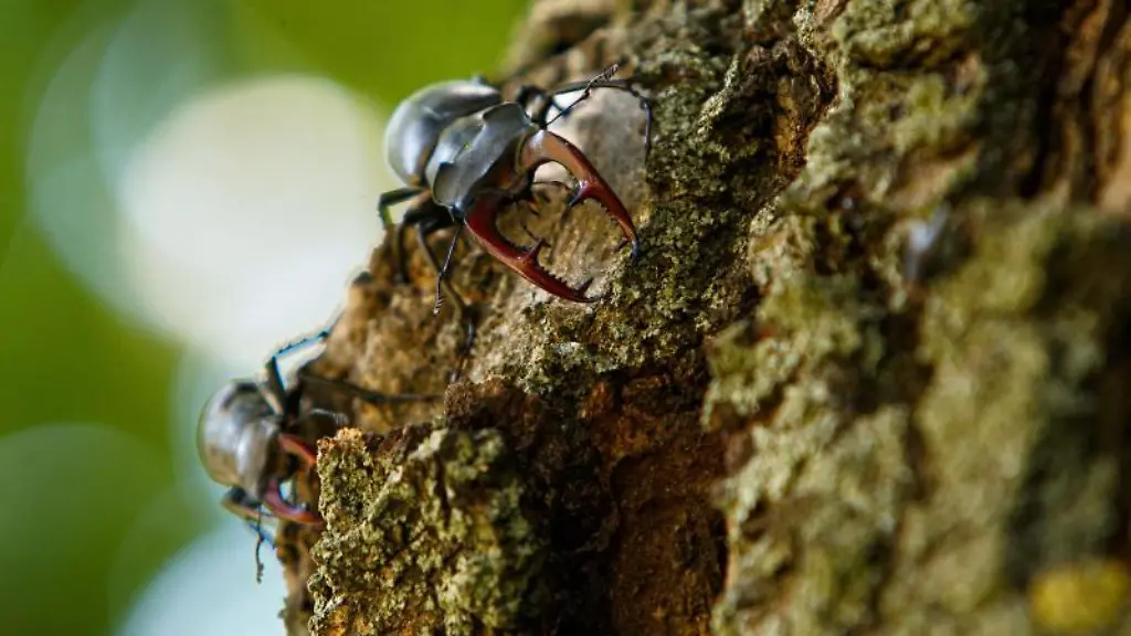 Europaeische-Hirschkaefer-gehen-auf-der-Rinde-einer-Eiche