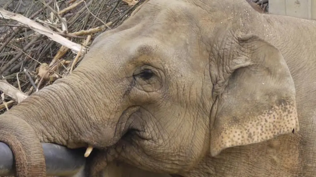 Die-asiatische-Elefantenkuh-Burma