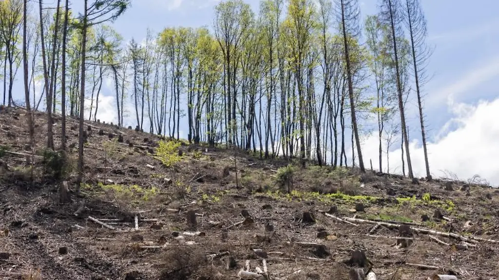 Wo-einst-Fichten-standen-sind-nur-ein-paar-Laubbaeume-uebrig