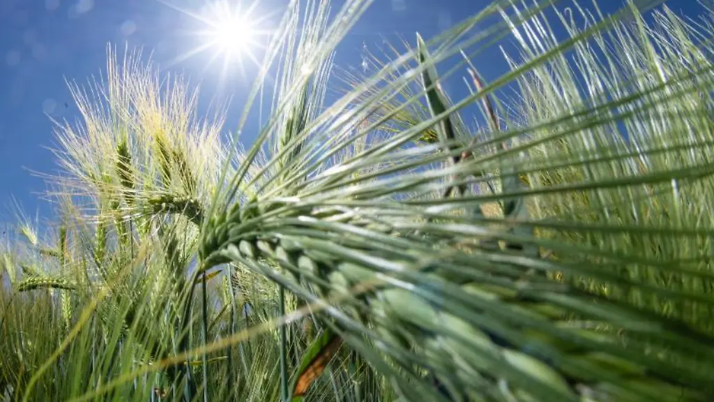 Die-Sonne-scheint-ueber-einem-Gerstenfeld-in-der-Wetterau