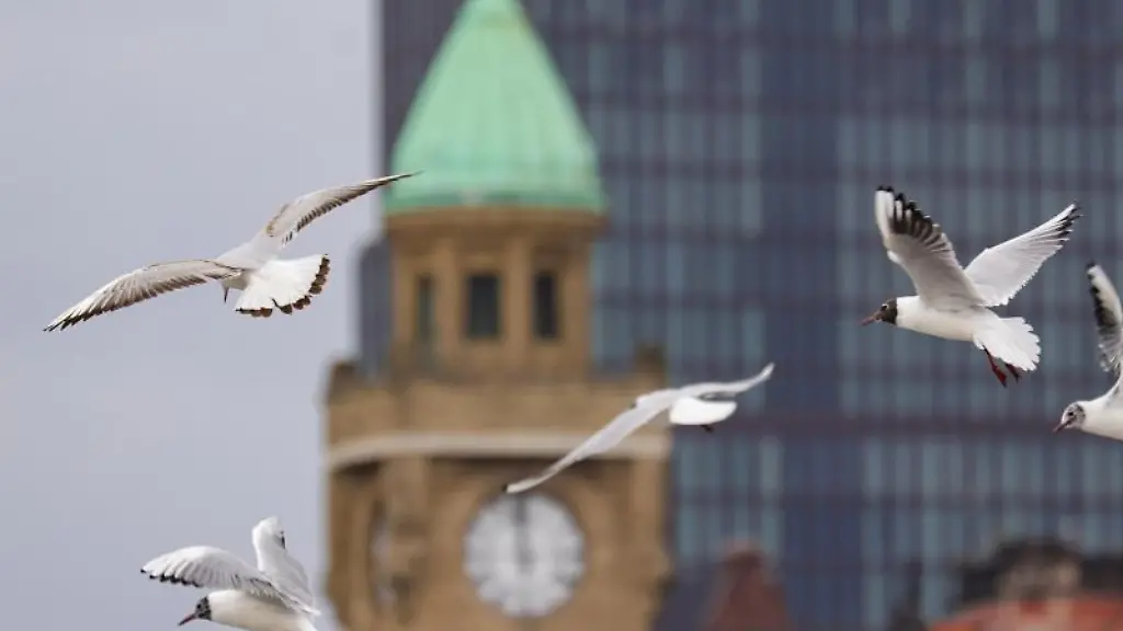 Moewen-fliegen-ueber-die-Landungsbruecken-in-Hamburg