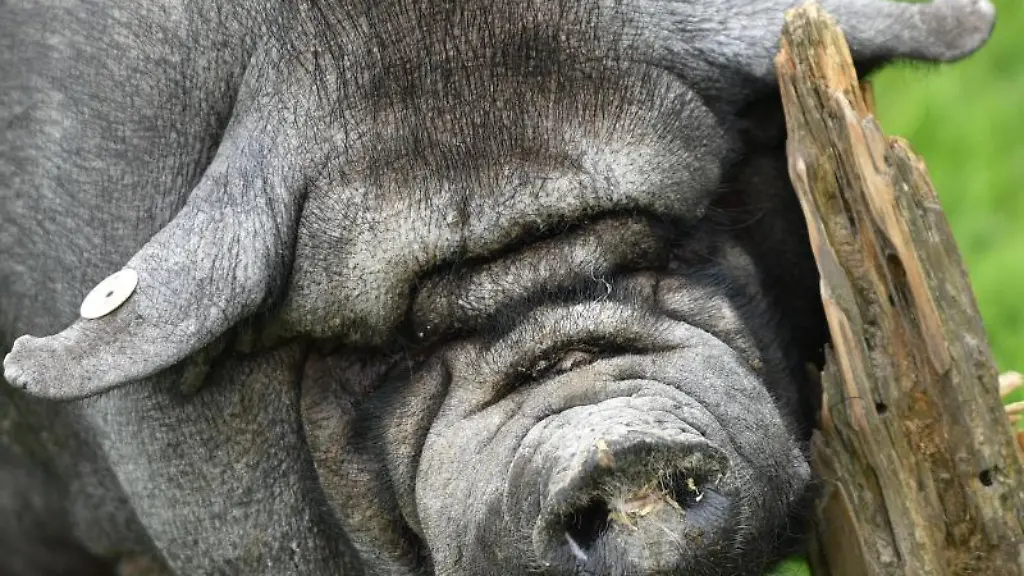 Ein-Haengebauchschwein-kratzt-an-einem-Baumstumpf