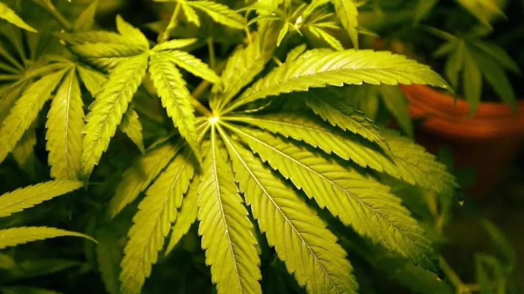 Marihuana-wird-angebaut