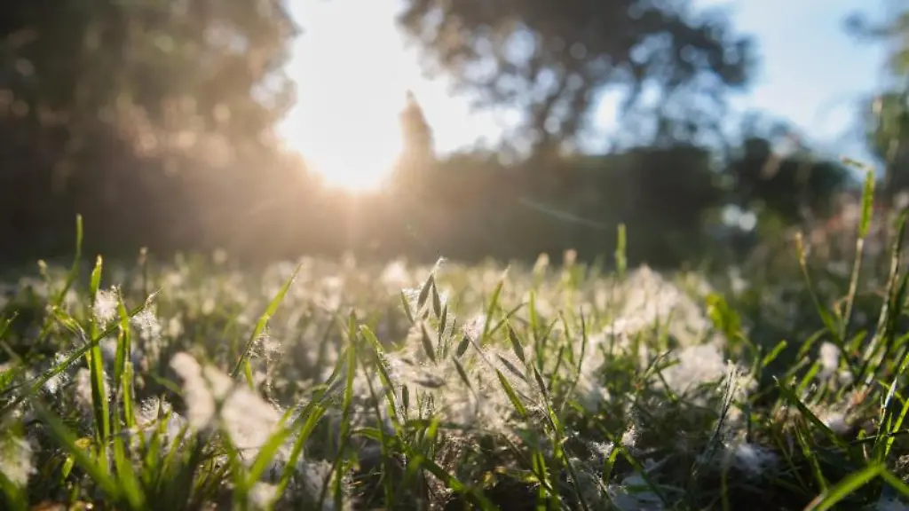 Pappelflaum-ueberzieht-eine-Wiese-in-einem-Obstgarten
