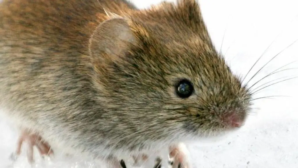 Eine-Roetelmaus-Clethrionomys-glareolus-sitzt-im-Schnee