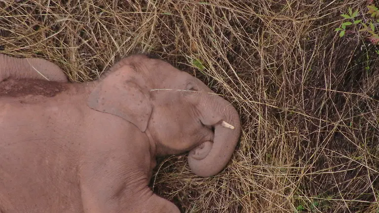 ff4fb11ae67bc21981371efc223fb4e9