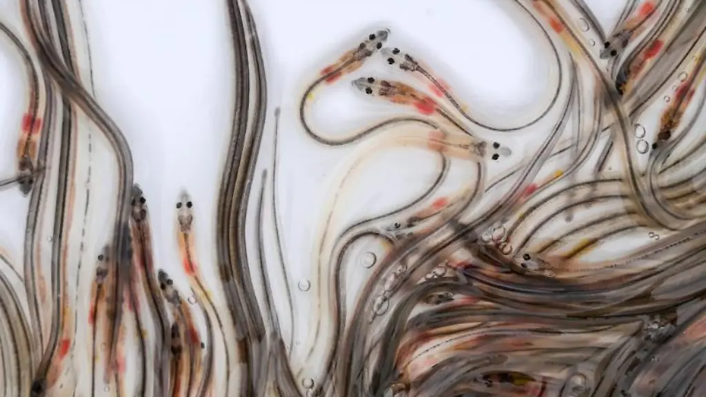 Junge-Aaale-schwimmen-in-Transportkisten