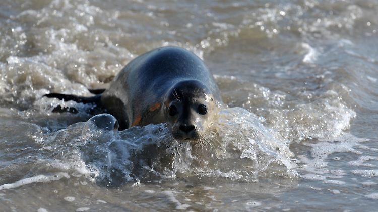 Seehunde können 30 bis 35 Jahre alt werden. Stark belastete Tiere sterben früher.